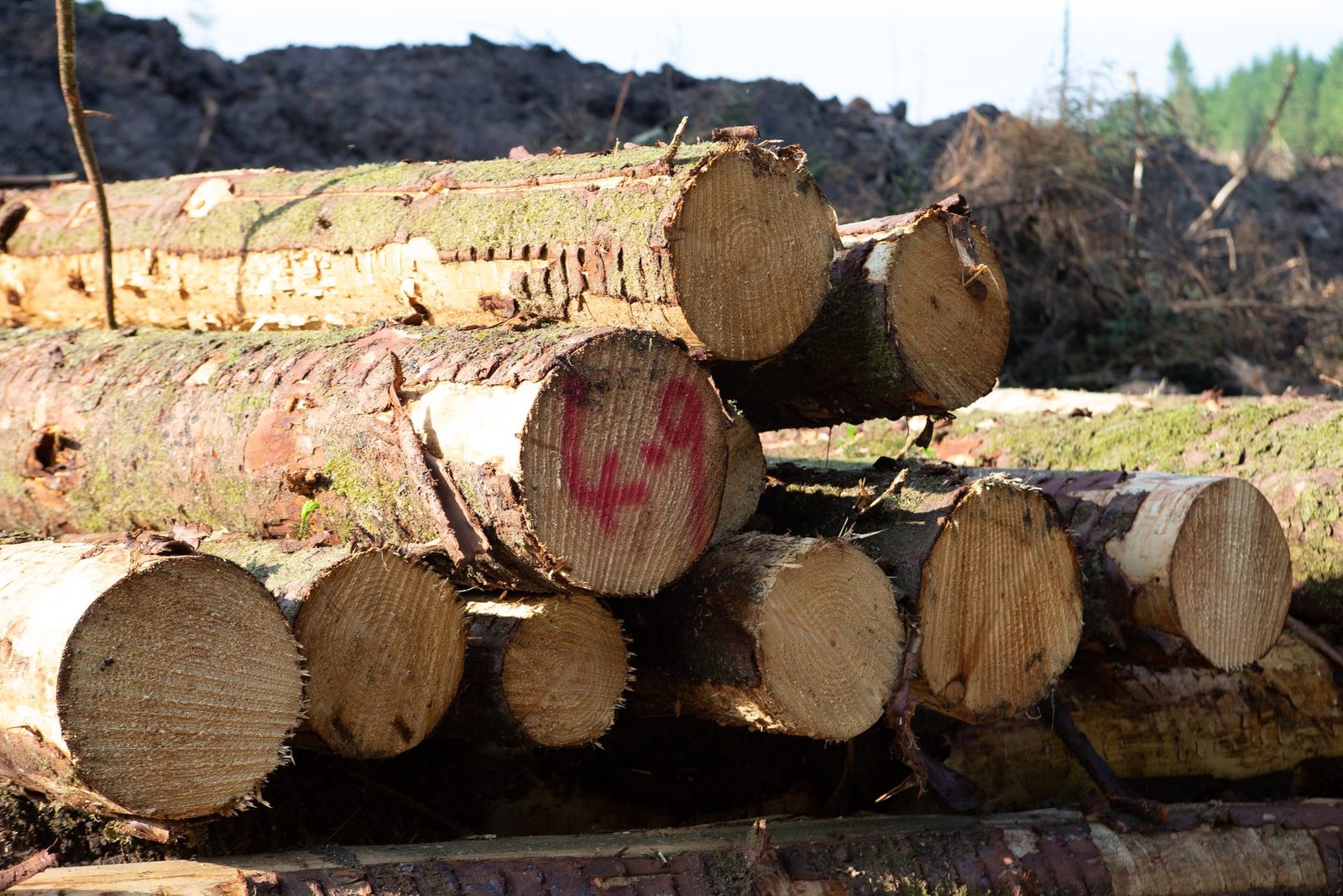 Stacks of freshly cut logs at a forestry roadside