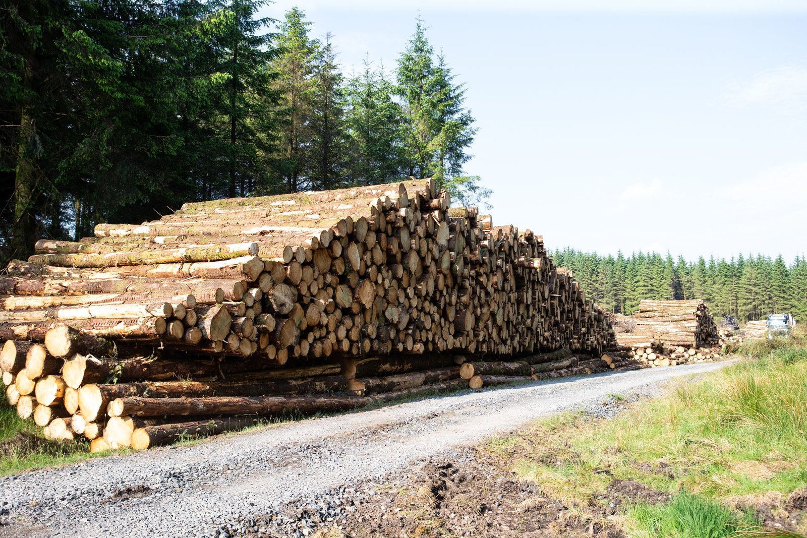 Timber stacks beside a forest road