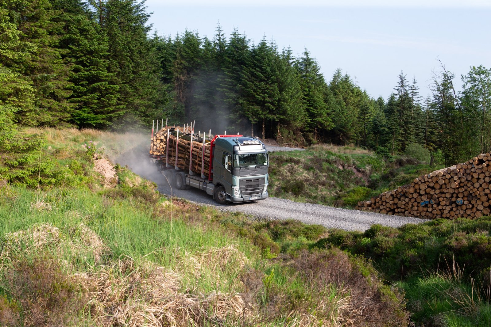 Irish countryside forestry site