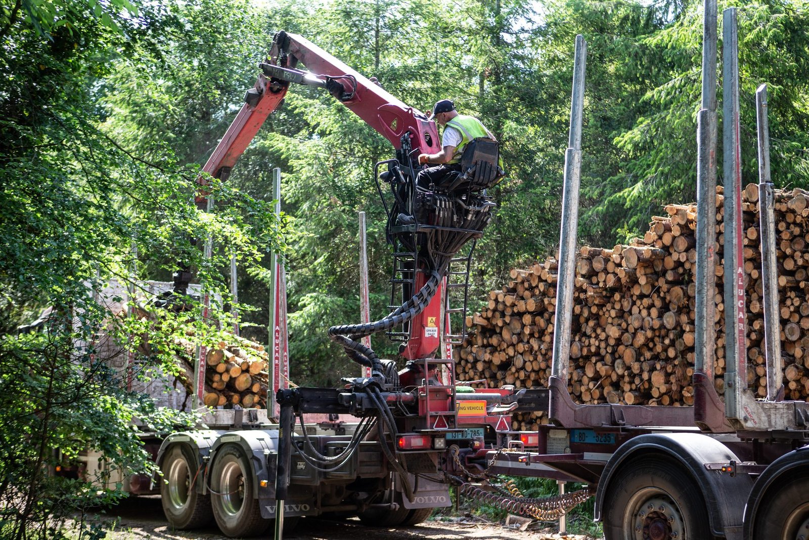 Red crane loading timber in woodland