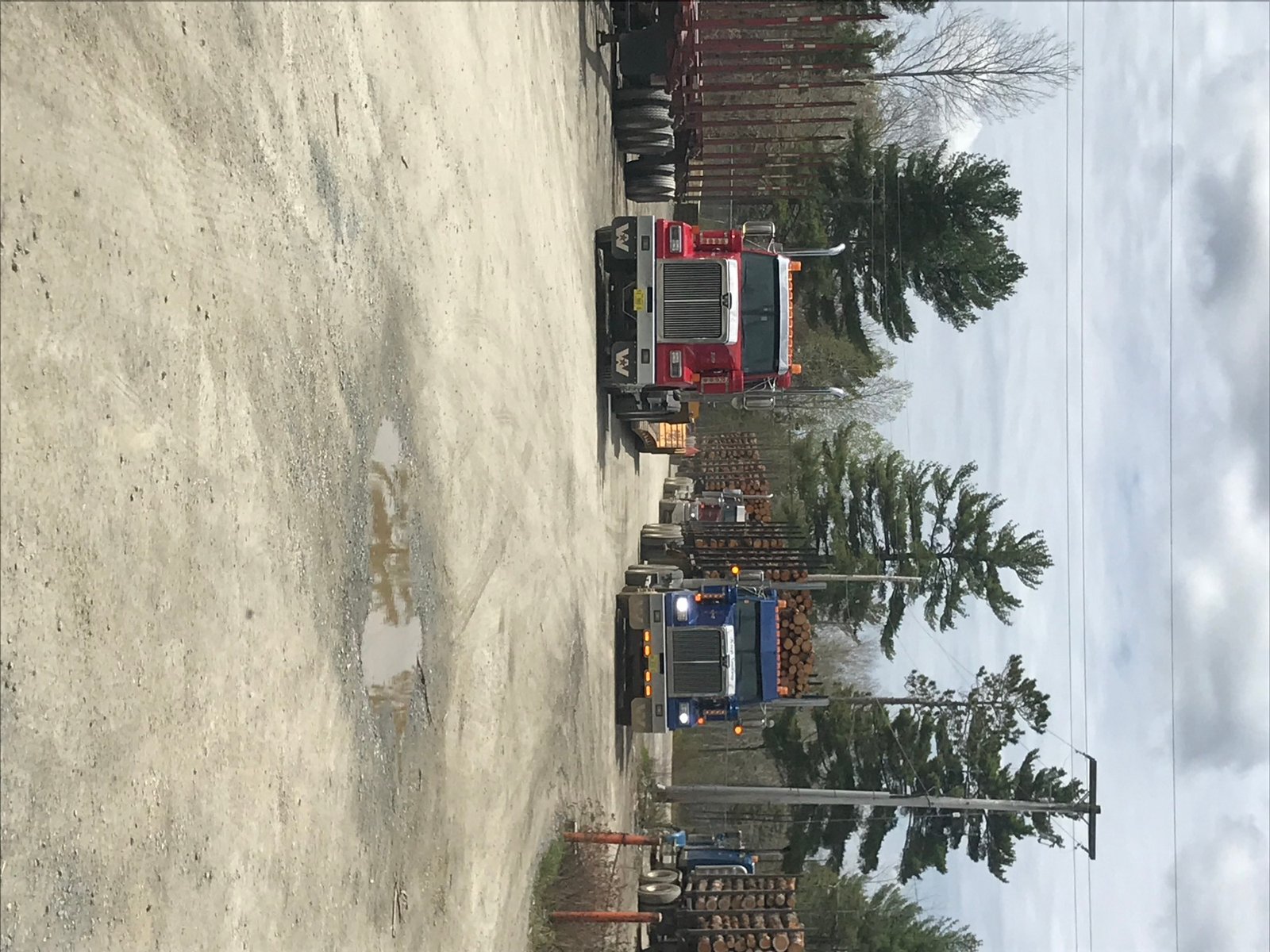 Timber trucks parked at a forestry yard